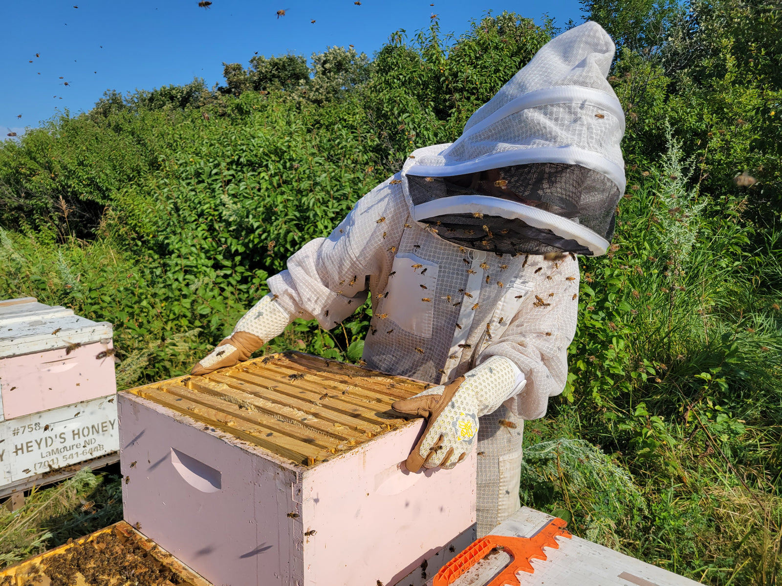 beeking with sting proof gloves